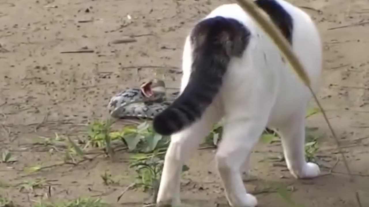 Cat and the king cobra