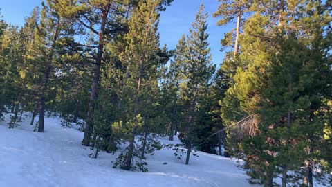 Plentiful Pretty Pines – Upper Three Creek Lake Sno-Park – Central Oregon – 4K