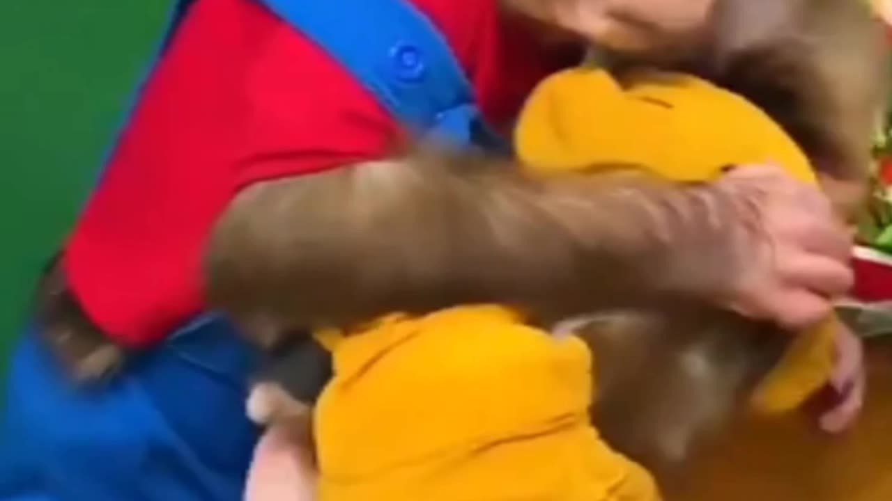 Chinku monkey ki shararat