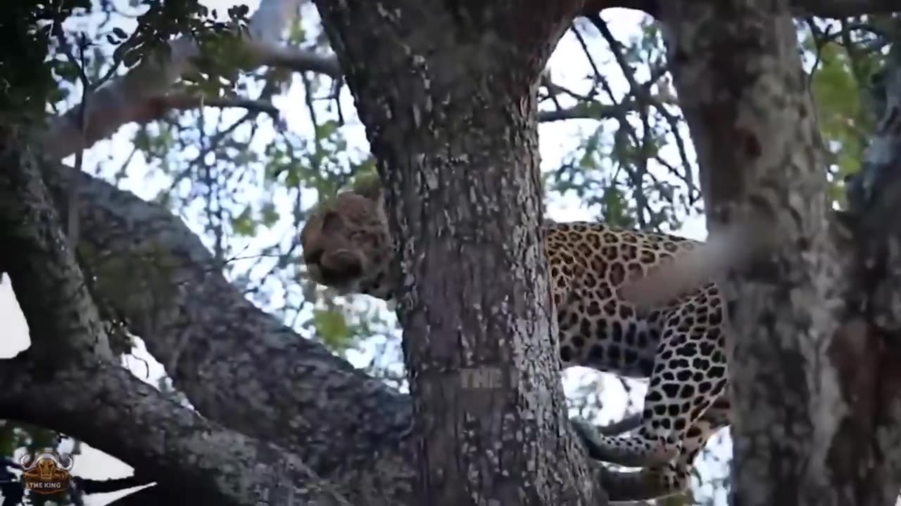 Eagle Recklessly Kidnaps Leopard Cubs To Rescue Baby Birds And How It Ends?