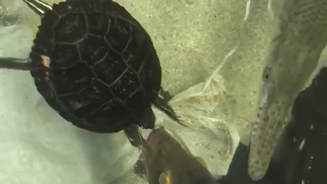 The turtle reaches for the fish