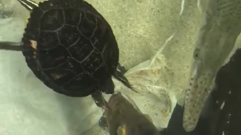 The turtle reaches for the fish