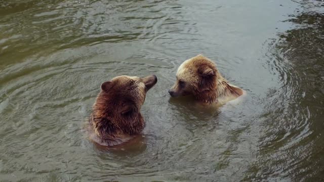 Funny bears take a bathe