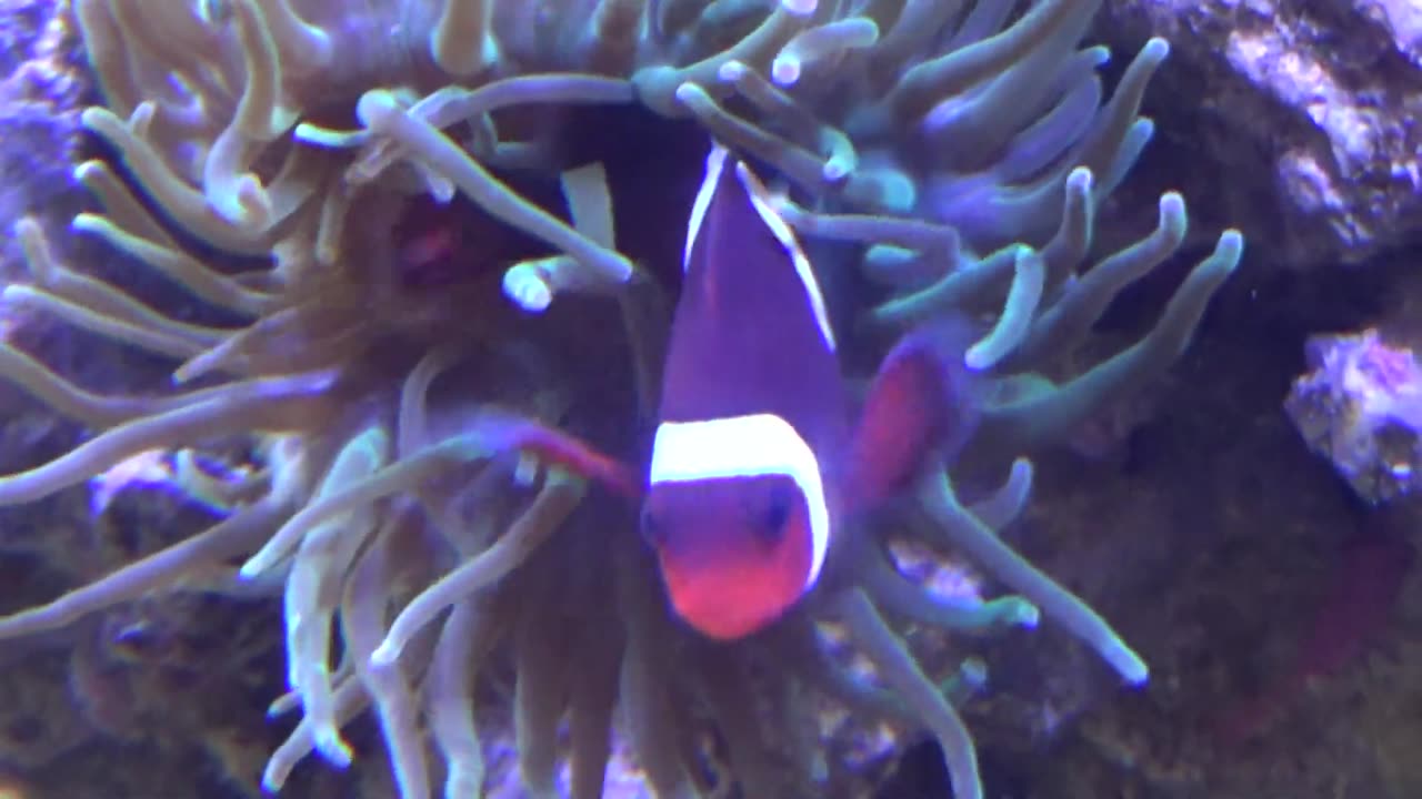 Clownfish