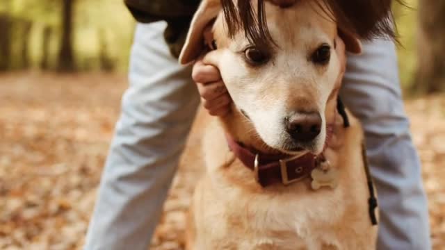 How to care your dog?