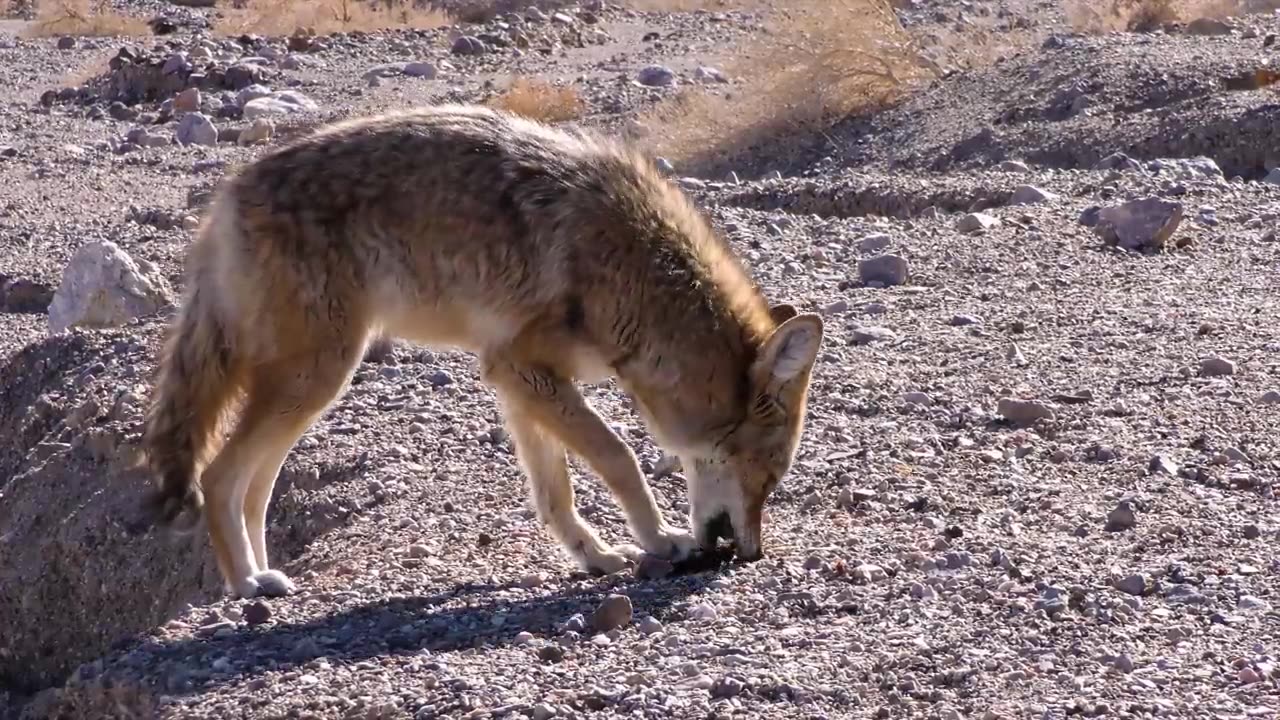 Ultimate Wild Animals Collection in 8K ULTRA HD 8K TV_720p.mp4