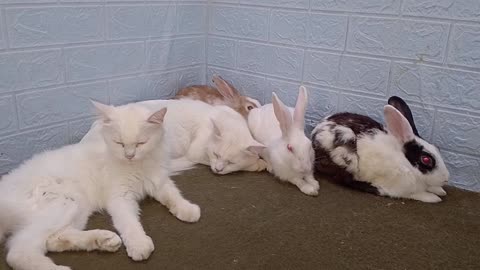 Animal funny moment/ cat dogs funny moment 2024
