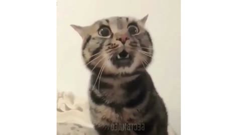 When your Cat mimics :-)