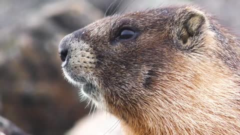 Rare Animals