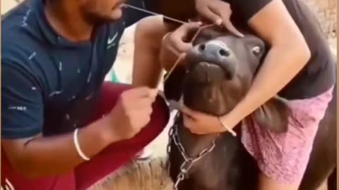 Funny video
