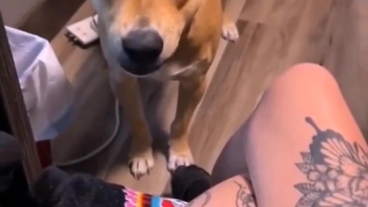 Funny Dog
