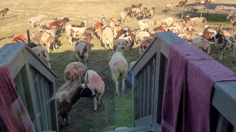 Preparing the Spot Hollow Flock to Run Down The Road - 2024