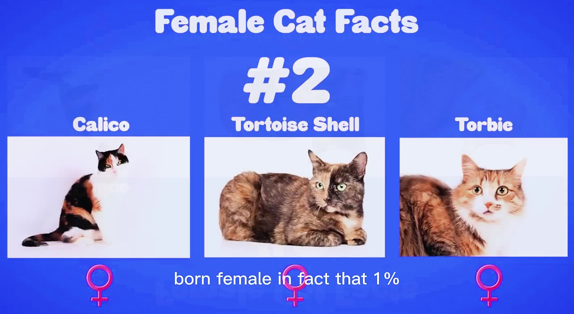 Female Cat Facts