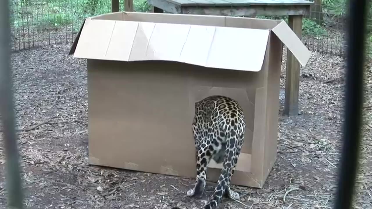 Big cats like big boxes🦁🐯