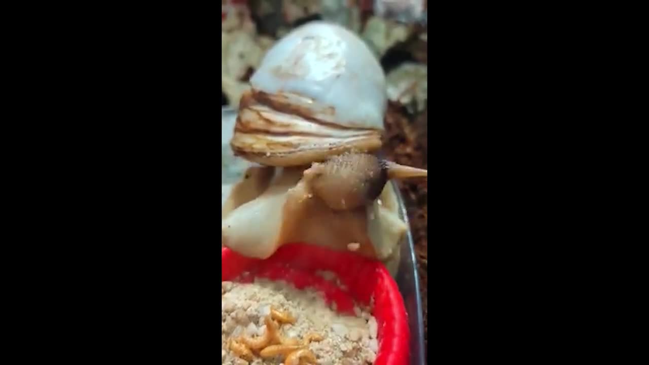 snail eating with sound effects