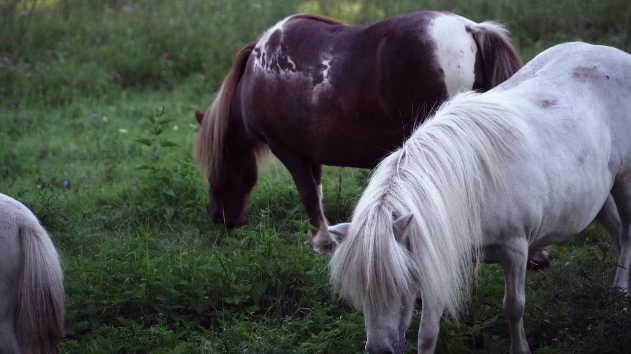 Tranquil Pasture Views: Horses Grazing in Harmony 🐴🌾