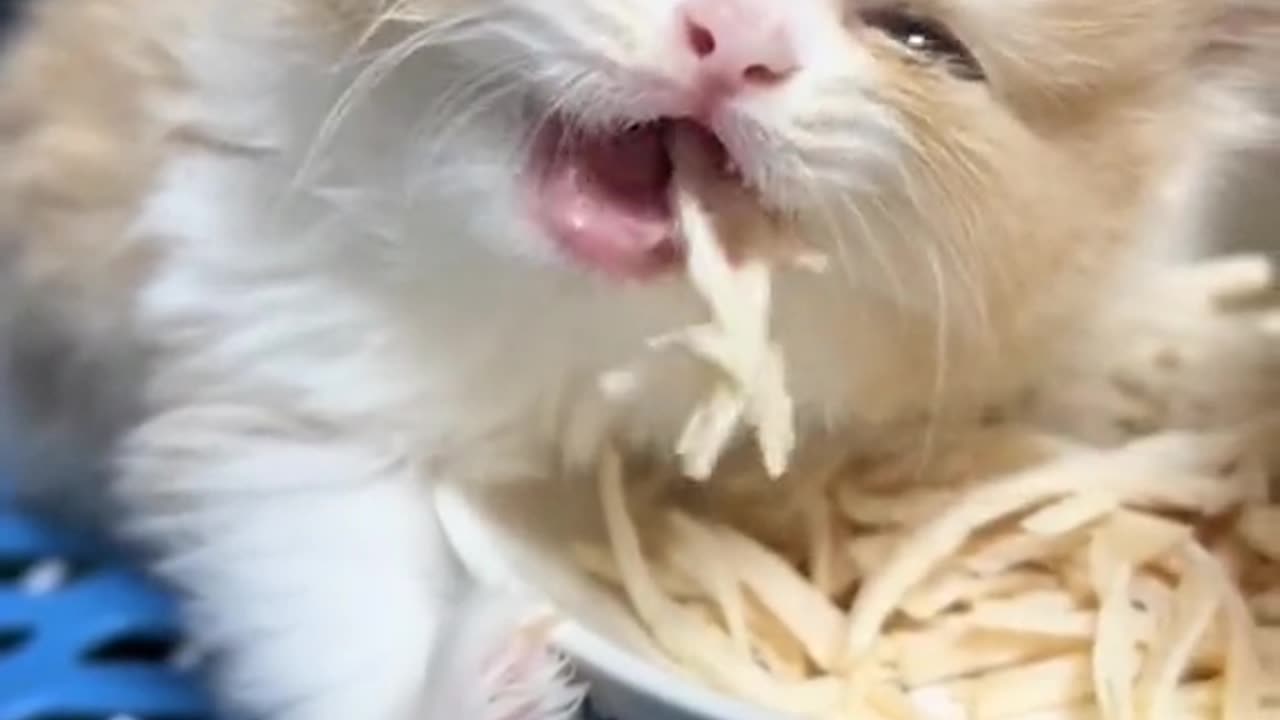 "Adorable Kitten Chow Time: Watch this Cutie Enjoying her Meal!"