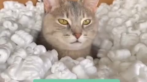 One very satisfied and spoiled kitty