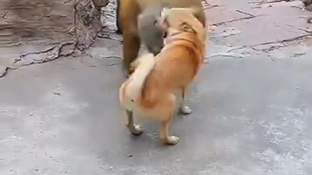 Manky and dog funny video