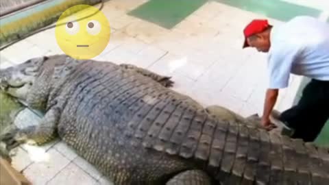 Crocodile moments |Funny animal videos | This is the funniest and best video ever |