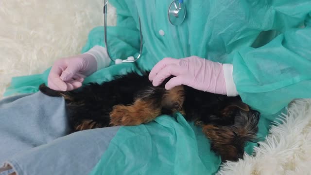 Close-up of a gloved veterinarian examining a Yorkshire Terrier puppy