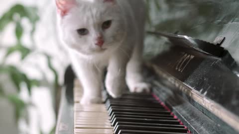 Funny Cat with Piano