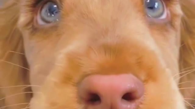 I just have big eyes! Not willing to fight! Woof woof