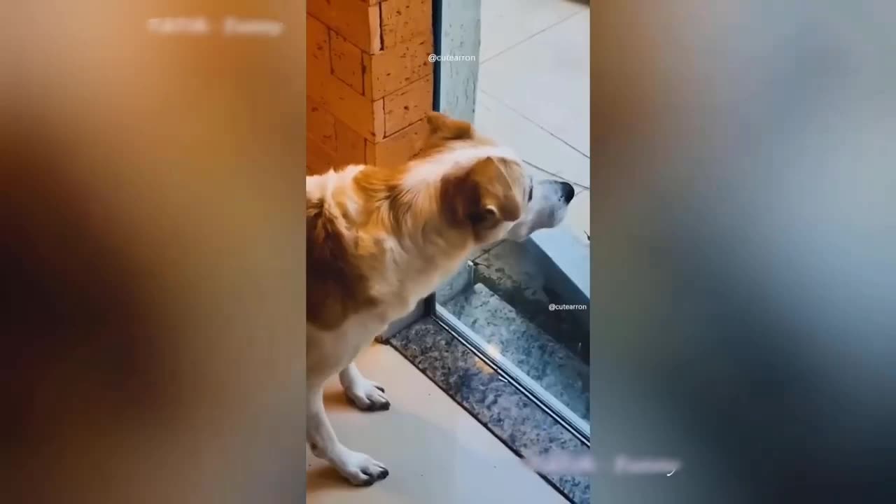 😹😹😹