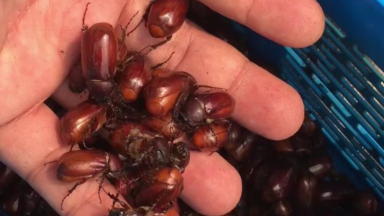 What's Hiding in Your Backyard? Amazing June Bugs #insects