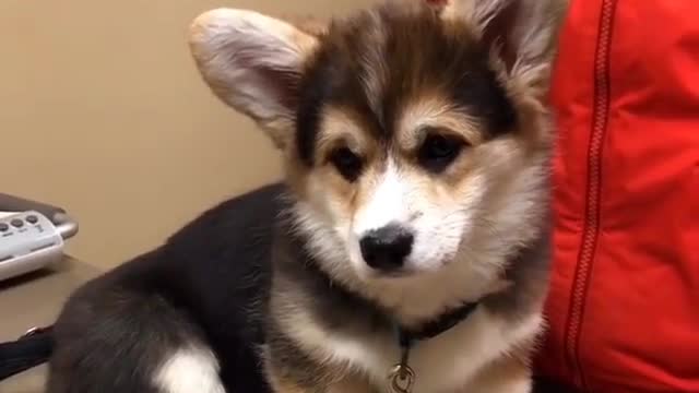 Look at my innocent little eyes