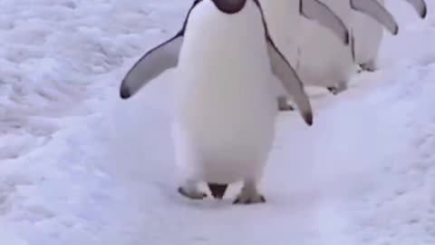 penguin