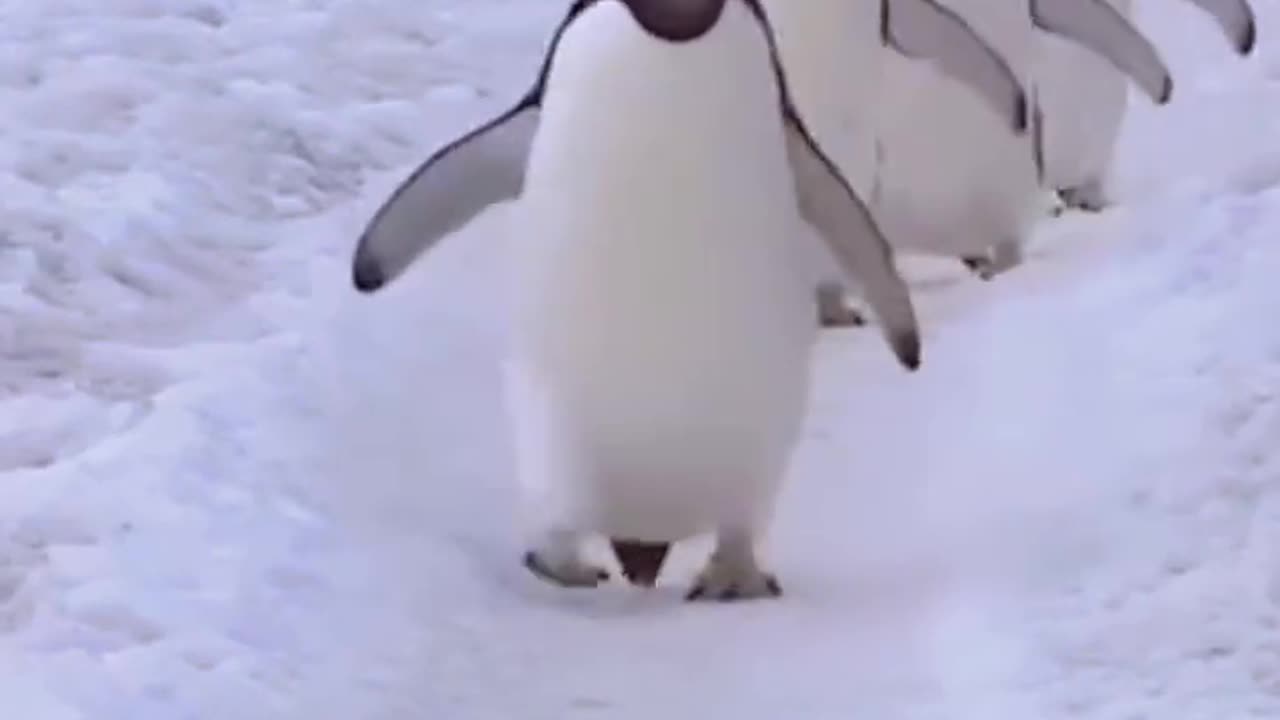 penguin