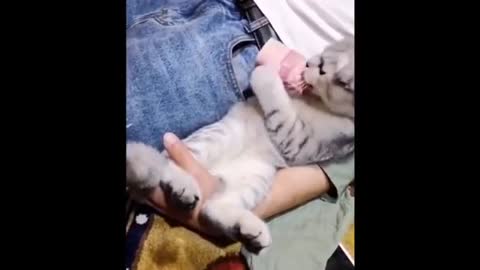 Funny cute cat video