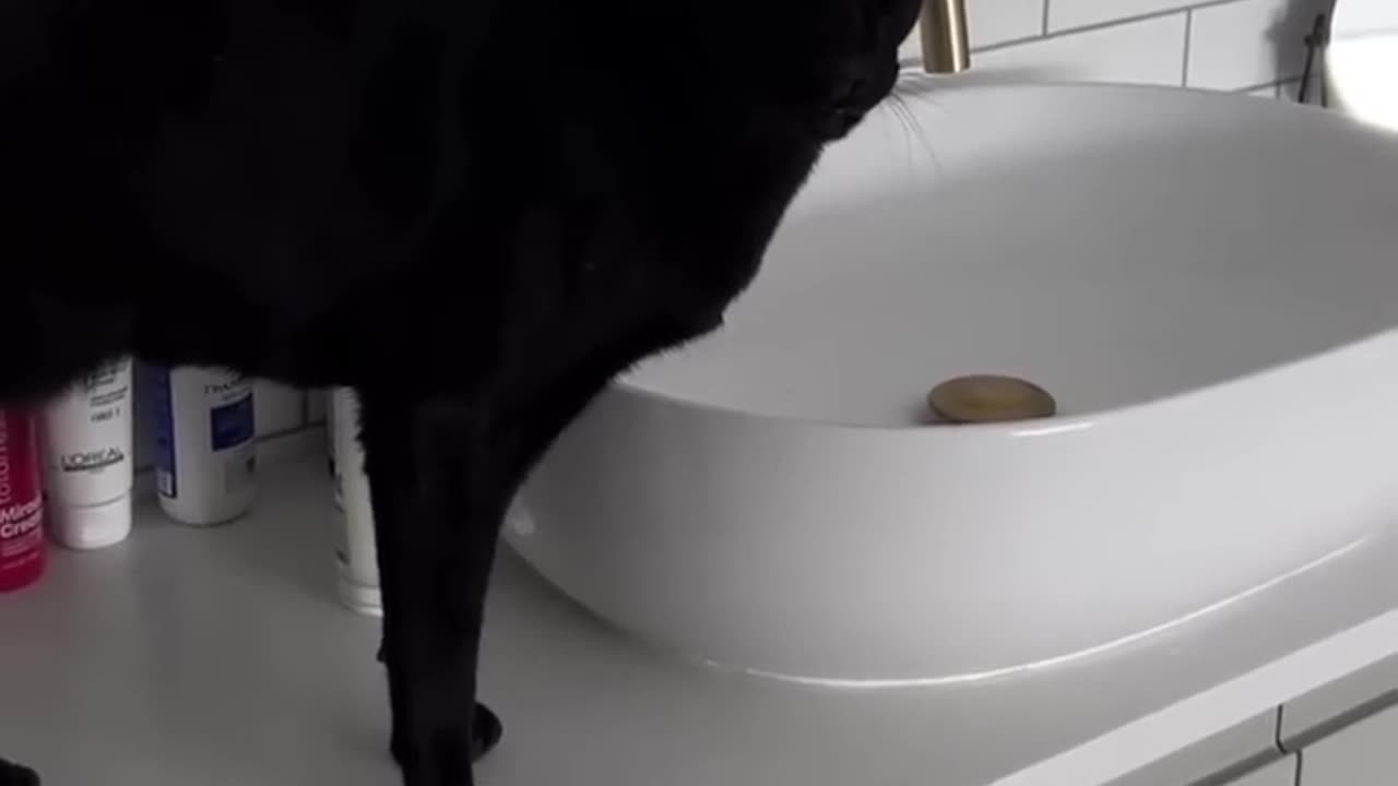 Funny animals - Funny cats / dogs - Funny animal videos 293