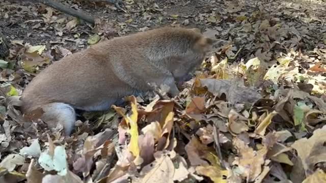 Fall weather mean Fall Fun for the animals