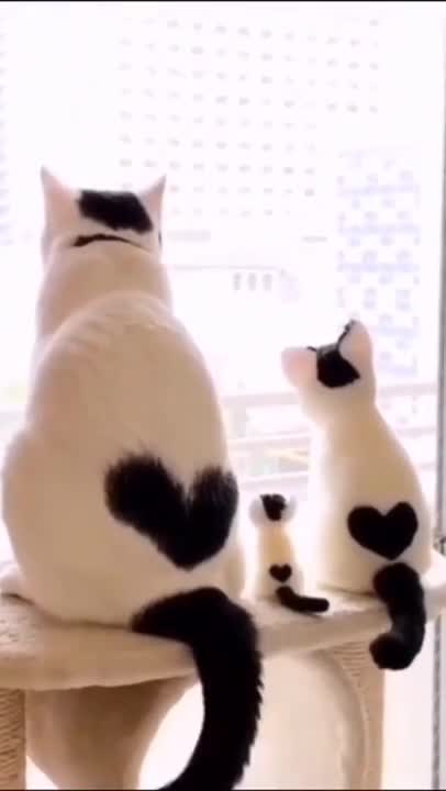 0.cute and funny cat shorts❤🤣#shorts #cat