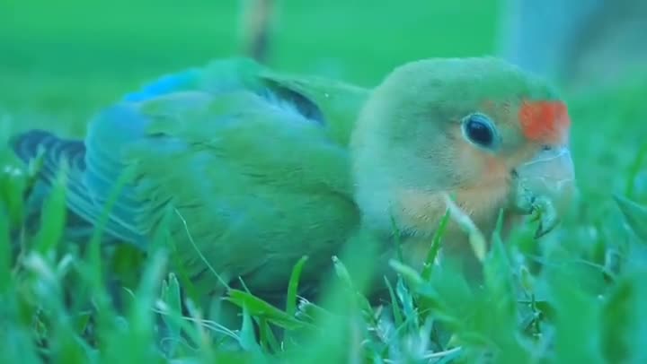 Parrot trending video / Popular Videos ♨️