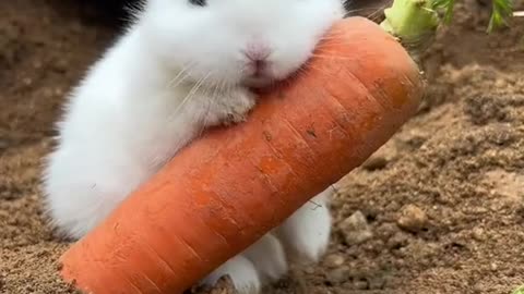 Cute bunny eats carrots, Do you like it?