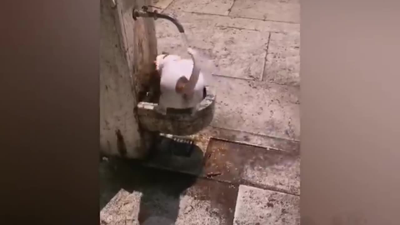 FUNNY BATH TIME
