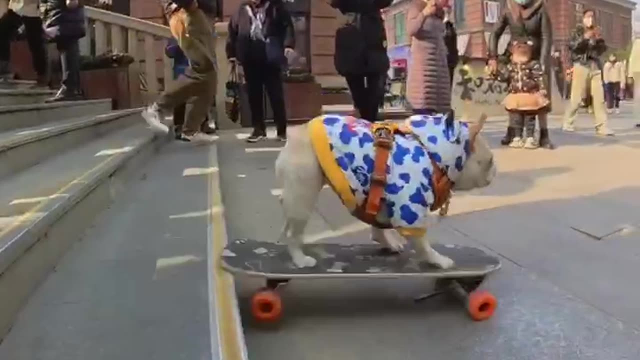 Dog on skating board