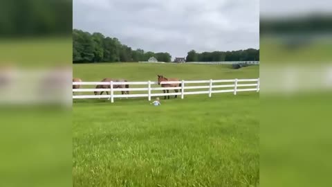 Cute kiddo summons horse 🐎 herd