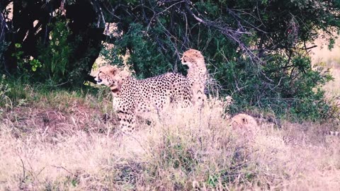 cheetah