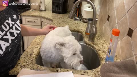 How to Wash your Dog in the Kitchen Sink!