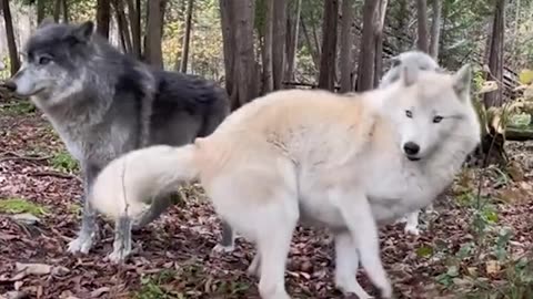 They are just giant puppies! 🐺 😍