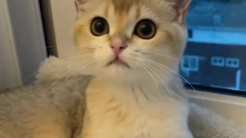 Baby cat cute and funny video