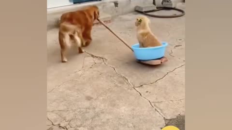 Funniest Dogs and Cats Video. The most & the best of 2024. (Creative Commons)