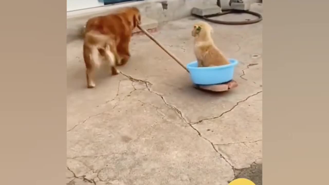 Funniest Dogs and Cats Video. The most & the best of 2024. (Creative Commons)
