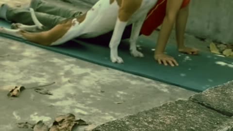 Funny animals compilation