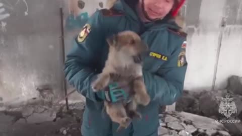 Rescuers Saved Puppy Stuck Under Concrete Slabs