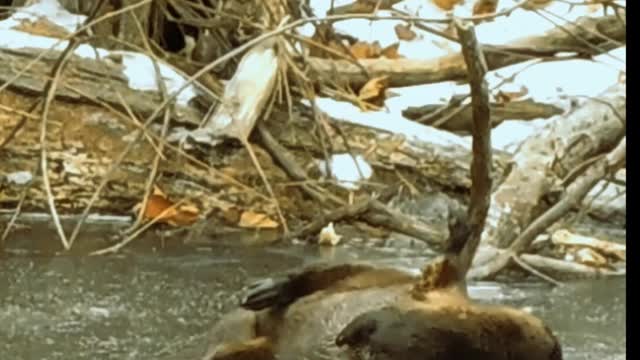 Meet Fred the River Otter at Pioneer Mountain Homestead